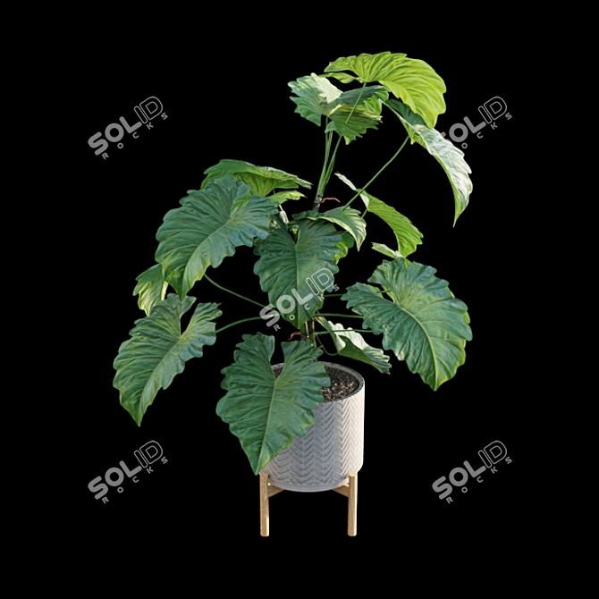 Tropical Archive: Philodendron Subincisum 3D model image 5