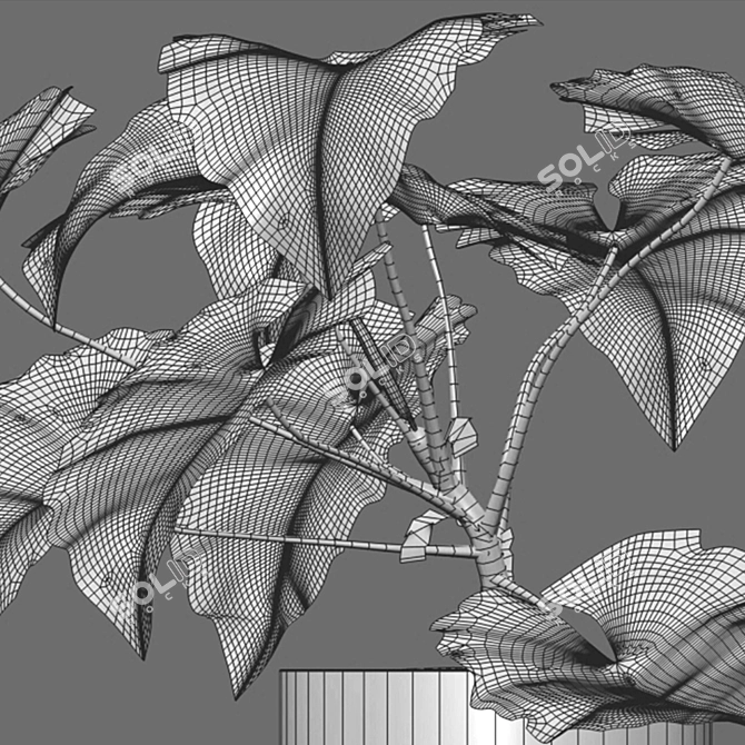 Tropical Archive: Philodendron Subincisum 3D model image 7