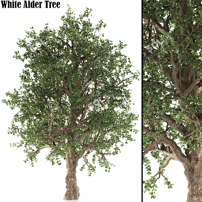 White Alder Tree: Western Native 3D model image 1