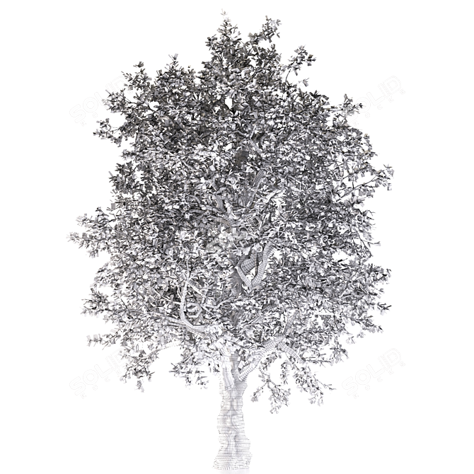 White Alder Tree: Western Native 3D model image 3