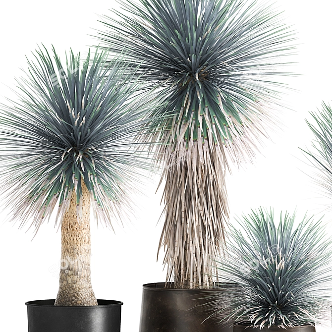 Exotic Metal Plant Collection: Yucca Rostrata, Reclaimed Artizan Iron Coppa Pot 3D model image 4