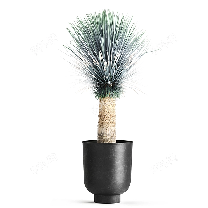 Exotic Metal Plant Collection: Yucca Rostrata, Reclaimed Artizan Iron Coppa Pot 3D model image 6