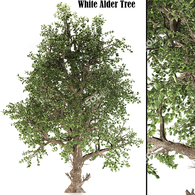 White Alder Tree: Native Beauty 3D model image 1