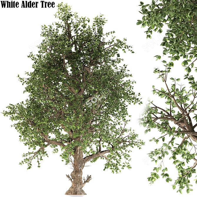 White Alder Tree: Native Beauty 3D model image 2