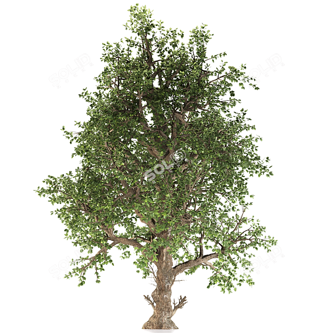 White Alder Tree: Native Beauty 3D model image 3