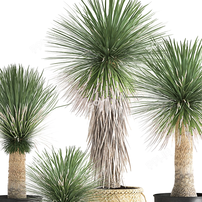 Tropical Plant Collection: Exotic Yucca in Vig Planter 3D model image 3