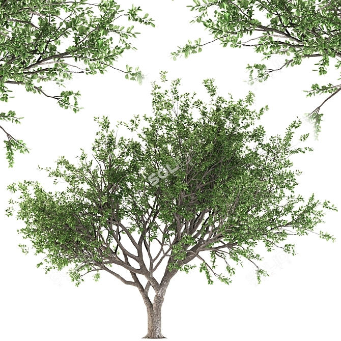 Tang Dynasty Loquat Tree 3D model image 1