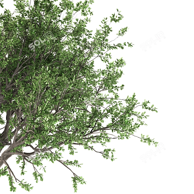 Tang Dynasty Loquat Tree 3D model image 2