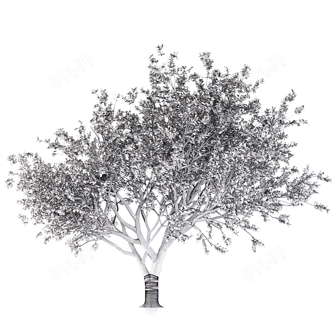 Tang Dynasty Loquat Tree 3D model image 4