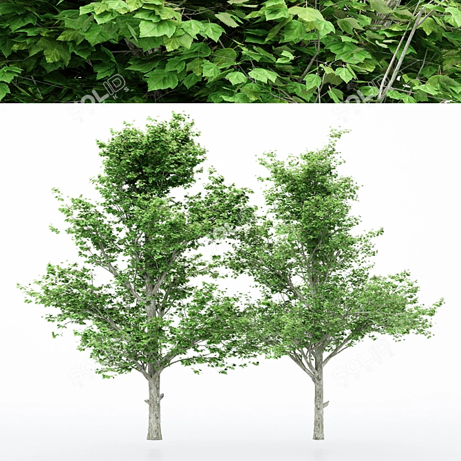 Dual Tree Maple Heights: 10m & 10.7m 3D model image 1