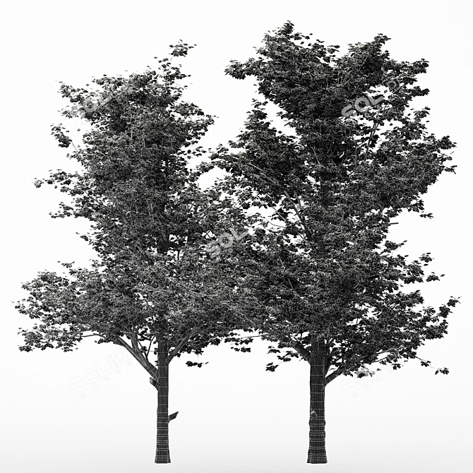 Dual Tree Maple Heights: 10m & 10.7m 3D model image 3