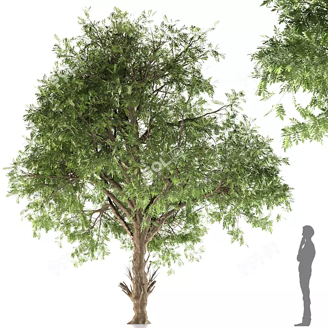 Cucumber Tree: Exquisite Averrhoa Bilimbi 3D model image 1