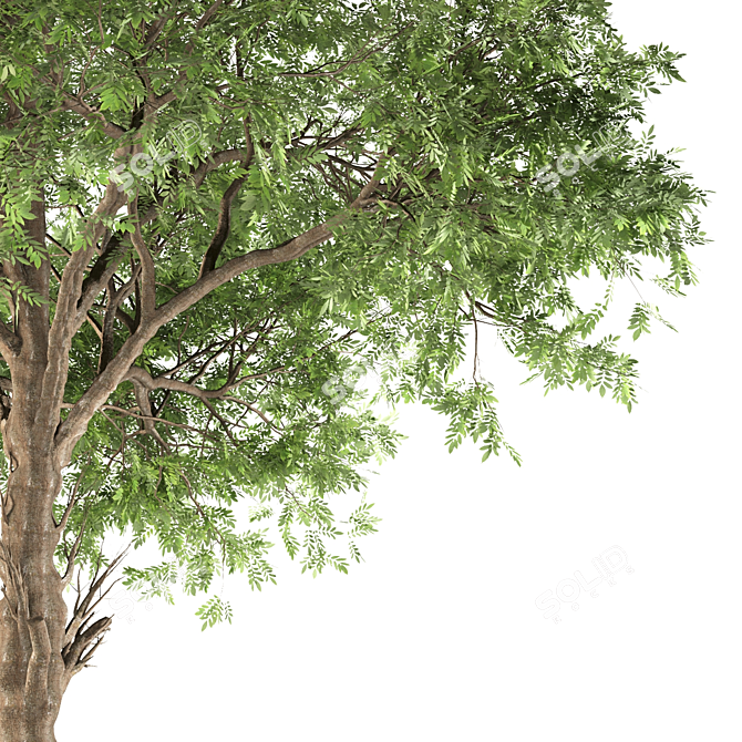 Cucumber Tree: Exquisite Averrhoa Bilimbi 3D model image 3