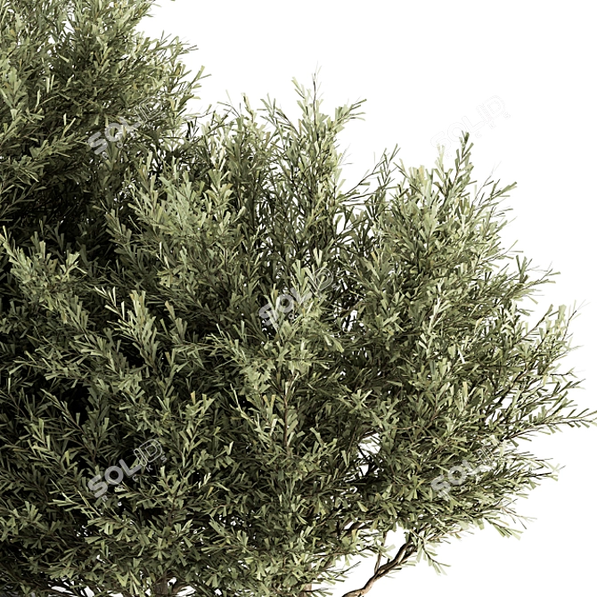 Prickly Evergreen Foliage - Set of 28 3D model image 3