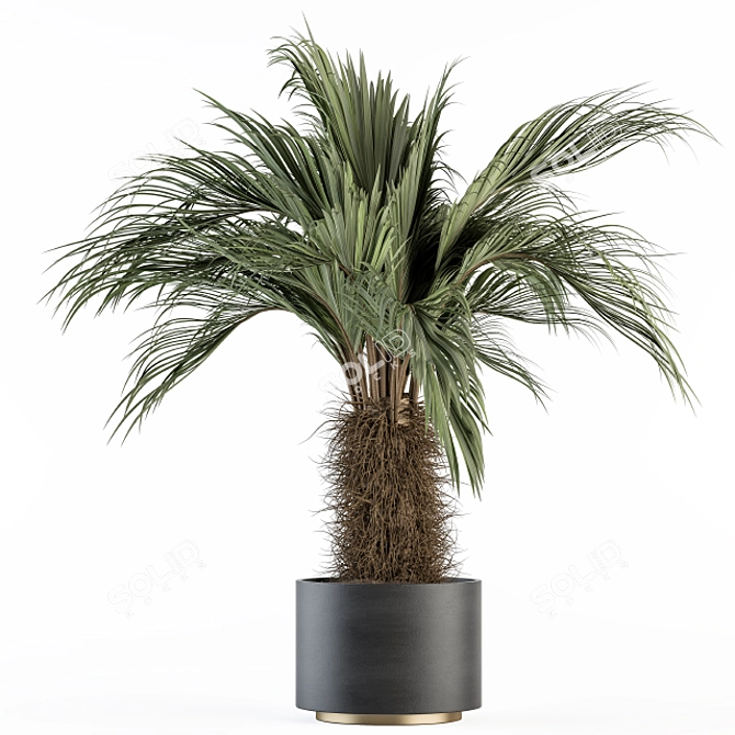 Tropical Delight: Palm Plant Set 3D model image 2