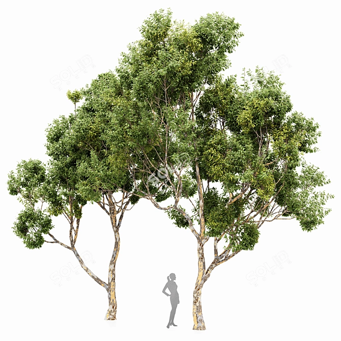 Sydney Blue Gum 2 Trees: High-Quality 3D Models 3D model image 1