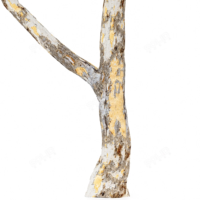 Sydney Blue Gum 2 Trees: High-Quality 3D Models 3D model image 4