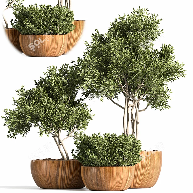 Rustic Trio: 3 Shrubs in Wooden Pot 3D model image 1