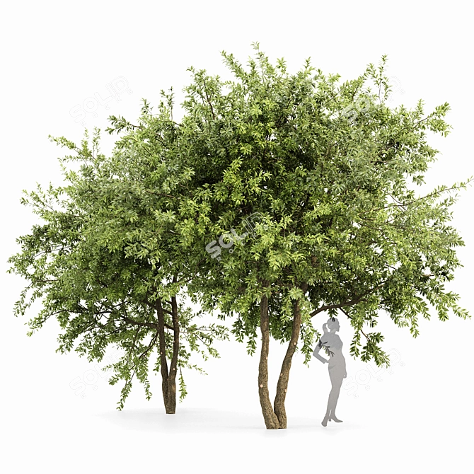 Water Gum Tree Duo - 3D Model 3D model image 1