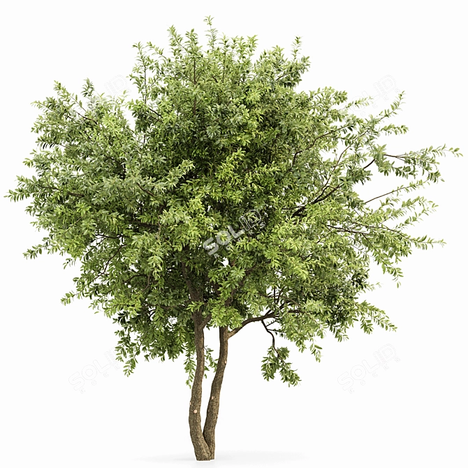 Water Gum Tree Duo - 3D Model 3D model image 3