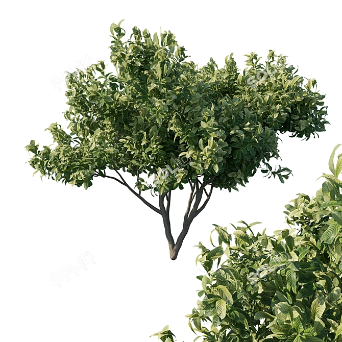 Exquisite Eriobotrya japonica Loquat 3D model image 1