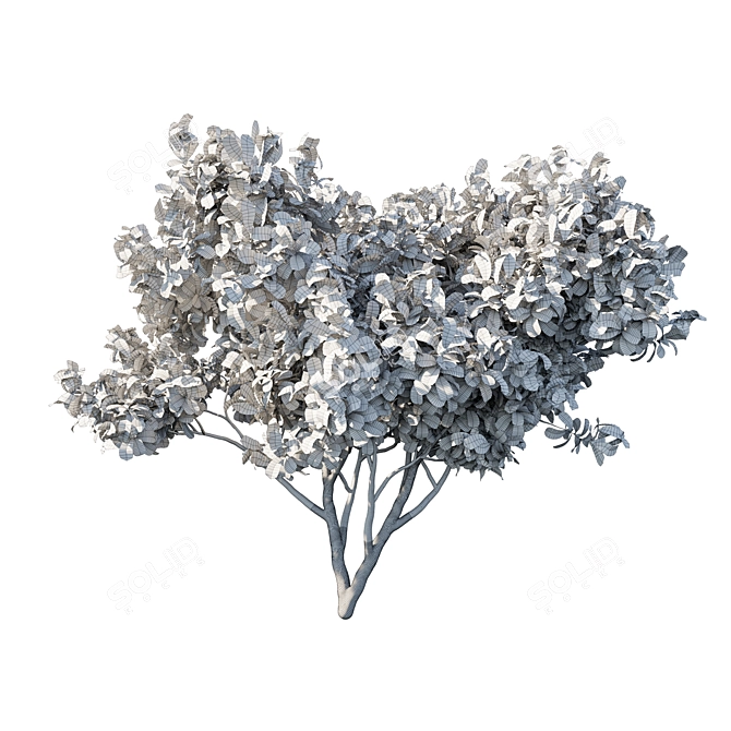 Exquisite Eriobotrya japonica Loquat 3D model image 3