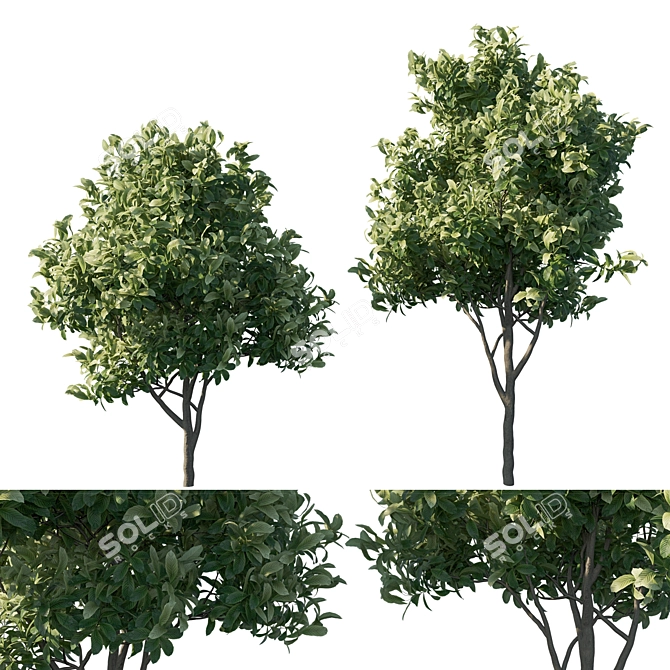 Premium Loquat Tree Model 3D model image 1