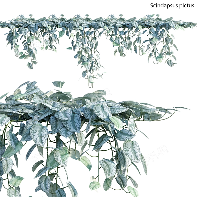 Title: Scindapsus Satin Pothos - Indoor Plant 3D model image 1