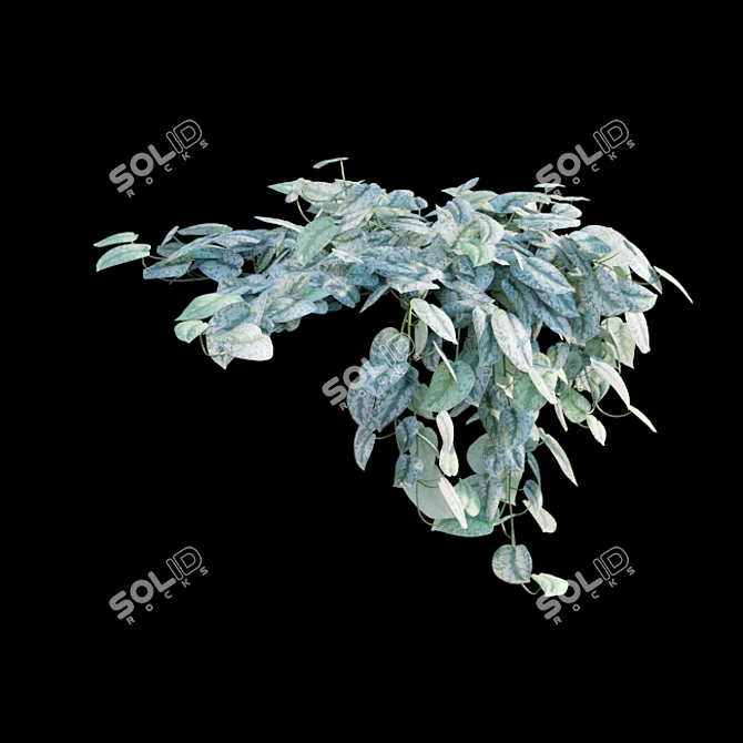 Title: Scindapsus Satin Pothos - Indoor Plant 3D model image 3