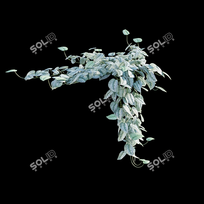 Title: Scindapsus Satin Pothos - Indoor Plant 3D model image 5