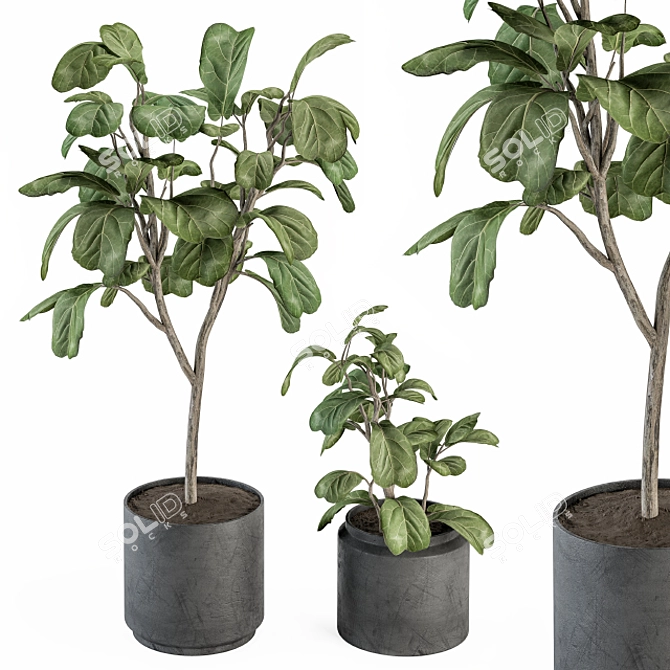 Potted Fiddle Leaf Fig Set 3D model image 1