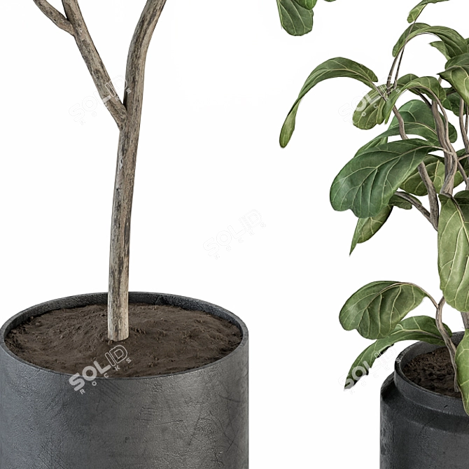 Potted Fiddle Leaf Fig Set 3D model image 3