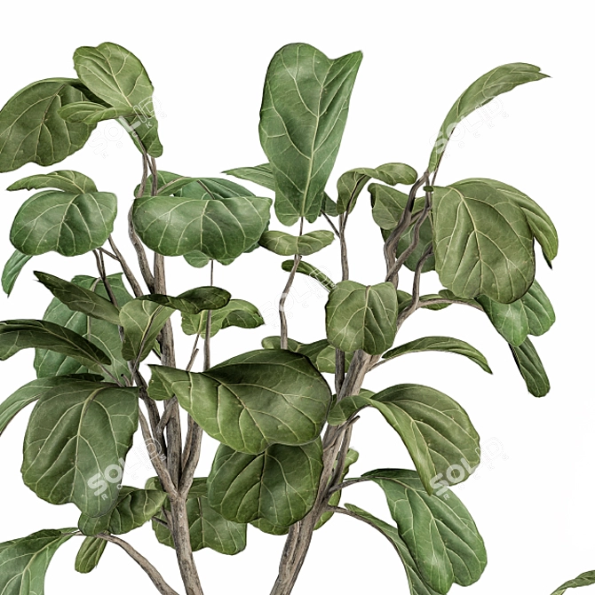 Potted Fiddle Leaf Fig Set 3D model image 4