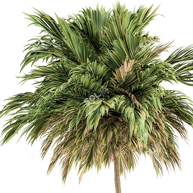 Lush Green Palm - Dual Size Set 3D model image 3