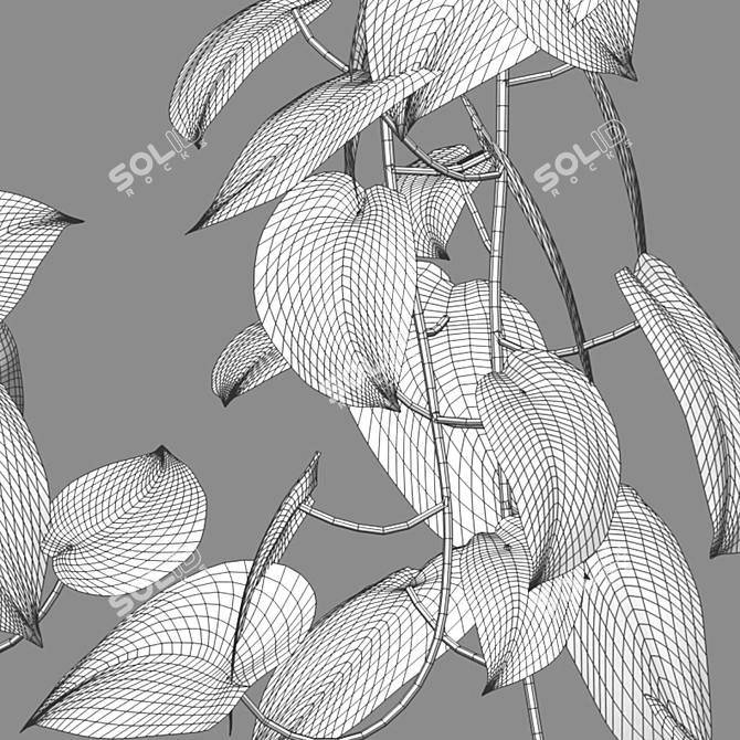 Tropical Charm: Scindapsus Pictus Satin Pothos 3D model image 2