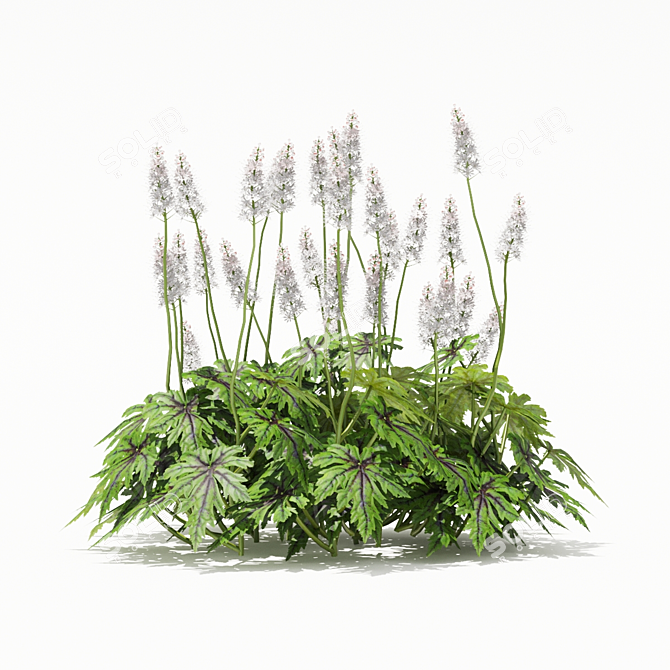 Tiarella cordifolia Flowers | High-quality 3D Model 3D model image 2