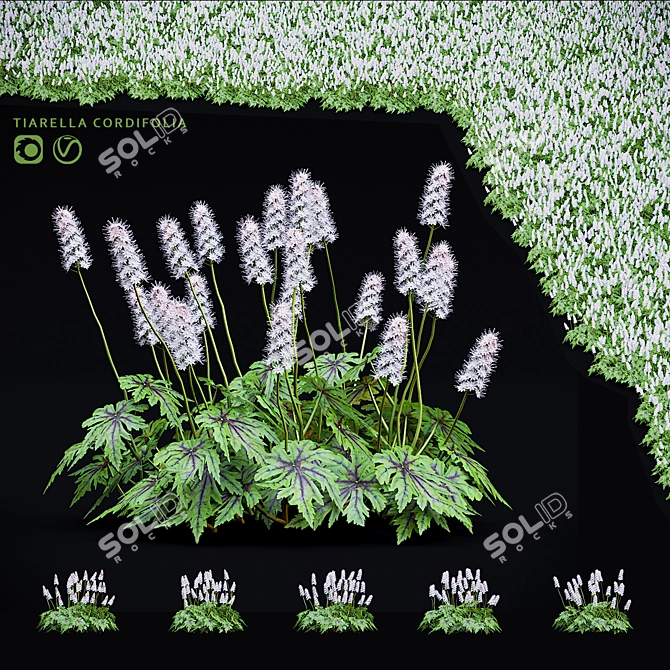 Tiarella cordifolia Flowers | High-quality 3D Model 3D model image 5
