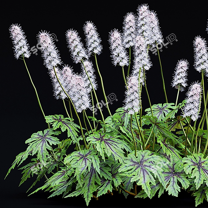 Tiarella cordifolia Flowers | High-quality 3D Model 3D model image 6