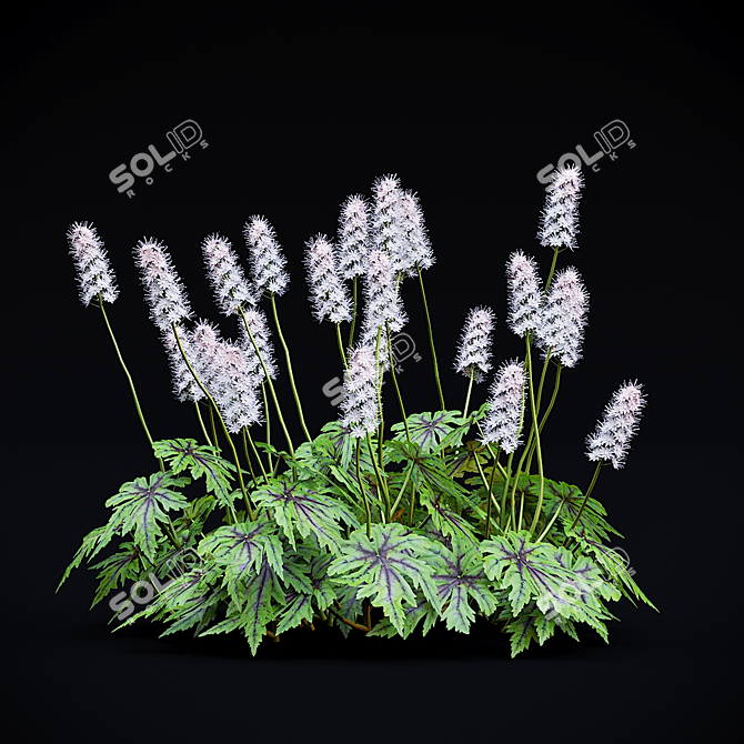 Tiarella cordifolia Flowers | High-quality 3D Model 3D model image 7