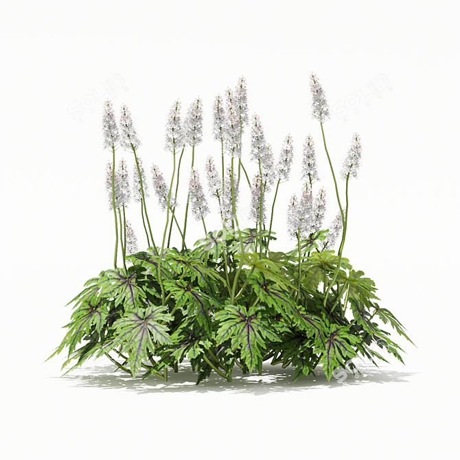 Tiarella cordifolia Flowers | High-quality 3D Model 3D model image 10