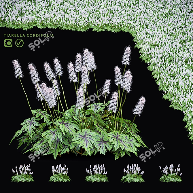 Tiarella cordifolia Flowers | High-quality 3D Model 3D model image 11