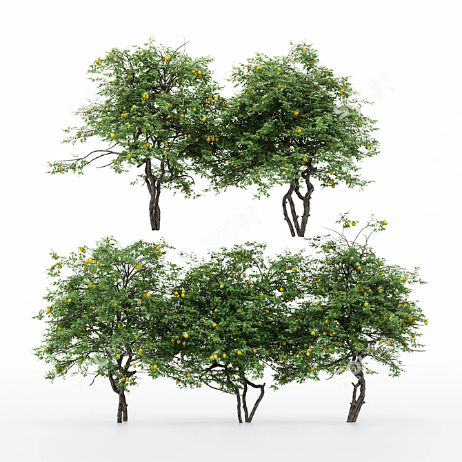 5 Different Lemon Tree Models 3D model image 2