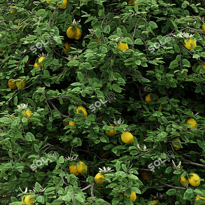 5 Different Lemon Tree Models 3D model image 3