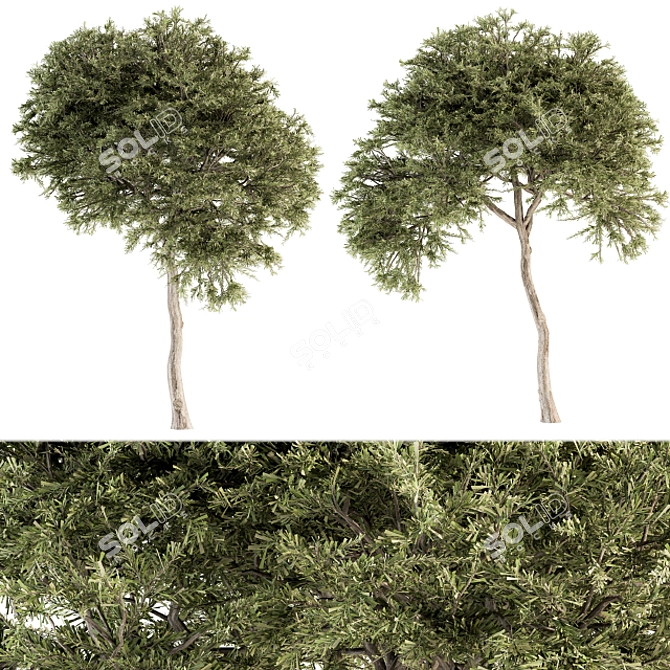 Evergreen Needle Broadleaf Set 3D model image 2