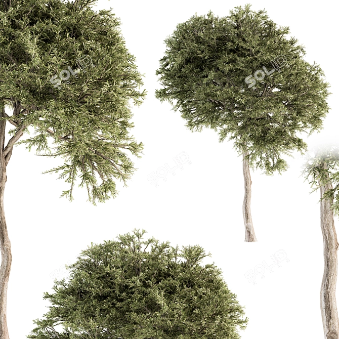 Evergreen Needle Broadleaf Set 3D model image 3