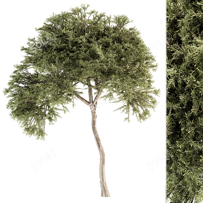 Evergreen Needle Broadleaf Set 3D model image 4