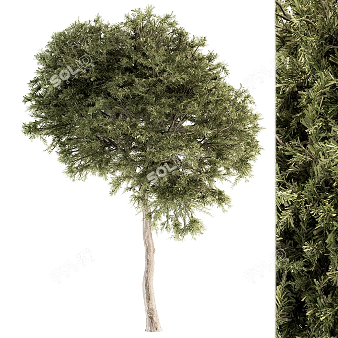 Evergreen Needle Broadleaf Set 3D model image 5