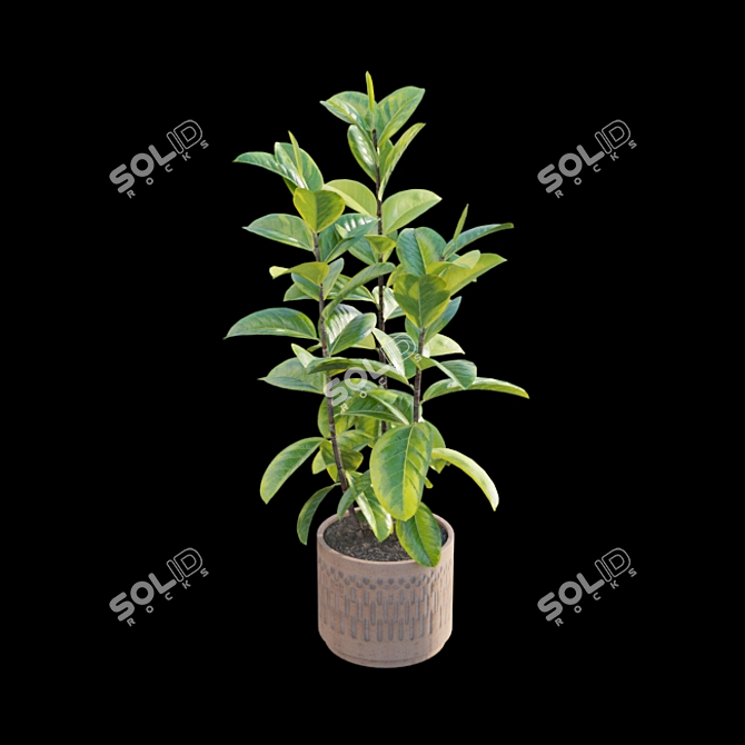 Ficus benghalensis 3D Model Set 3D model image 3