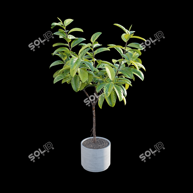 Ficus benghalensis 3D Model Set 3D model image 6