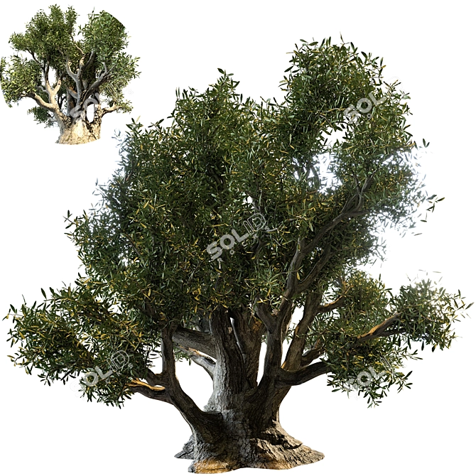 Ancient Olive Tree Model 3D model image 4